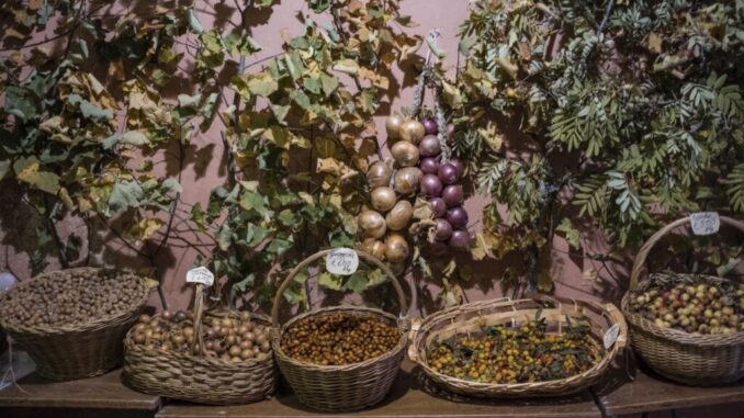 Montone ospita la 40ª Festa del Bosco dal 31 ottobre al 3 novembre