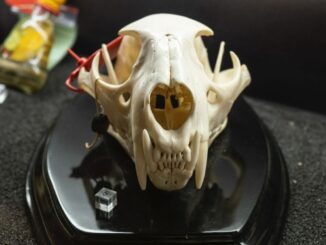 Città di Castello: il Museo Malakos inaugura la collezione CITES