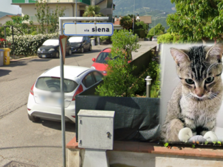 Furto in appartamento a Umbertide: spariscono la cassaforte e la gattina di casa