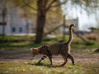 Randagismo felino: a giugno 2025 il tavolo comprensoriale