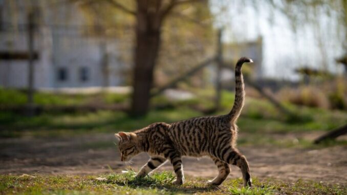 Randagismo felino: a giugno 2025 il tavolo comprensoriale