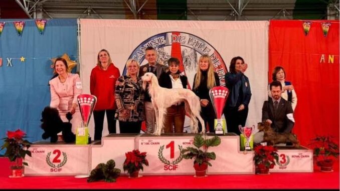 Zahra trionfa a Parigi: la regina dei levrieri saluki