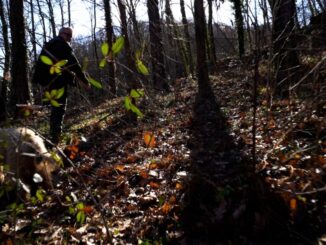 Scarso raccolto di tartufo Bianco, Nero pregiato coltivato abbondante
