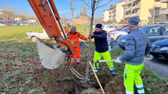 Umbertide, più di venti nuovi platani per una città più verde
