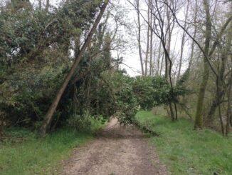 Alberi caduti sulla ciclovia del Tevere: intervento tempestivo