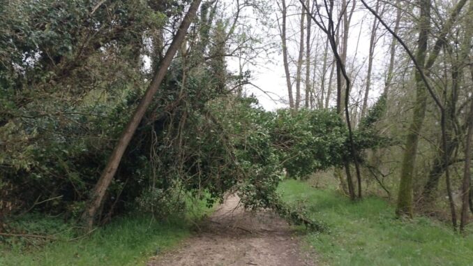 Alberi caduti sulla ciclovia del Tevere: intervento tempestivo