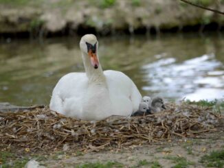 Rignaldello, parco chiuso due settimane per i lavori luce