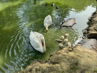 La cicogna è tornata al parco dei cigni