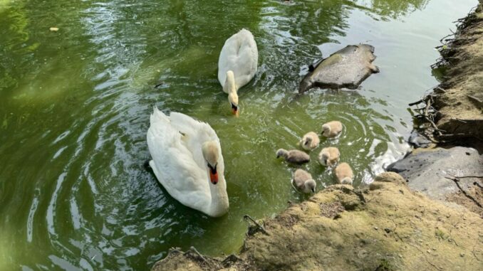 La cicogna è tornata al parco dei cigni