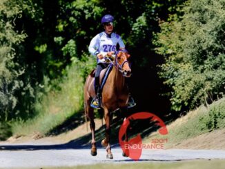 Endurance internazionale, 200 cavalli in Altotevere