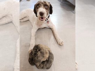 Scovato un maxi-tartufo “scorzone” di oltre un chilo e quattrocento grammi