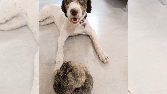 Scovato un maxi-tartufo “scorzone” di oltre un chilo e quattrocento grammi