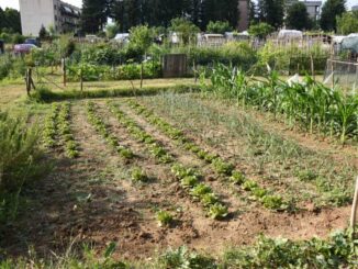 Orti sociali, verdure e inclusione a Città di Castello
