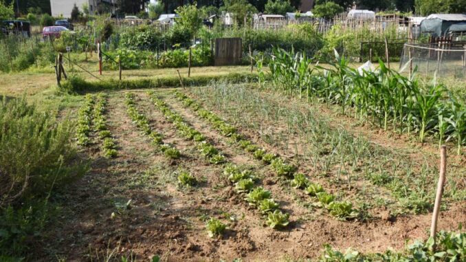 Orti sociali, verdure e inclusione a Città di Castello