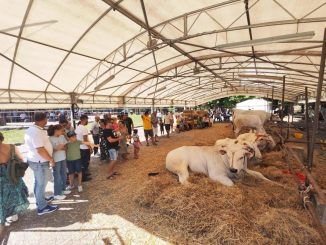 Fiera di San Bartolomeo confermata, ma senza animali