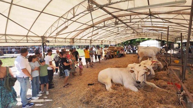Fiera di San Bartolomeo confermata, ma senza animali