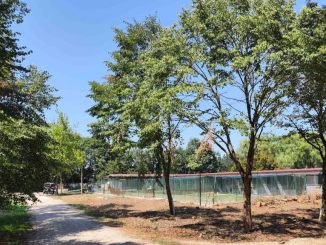 Restyling per il canile di Lerchi: investiti 40 mila euro