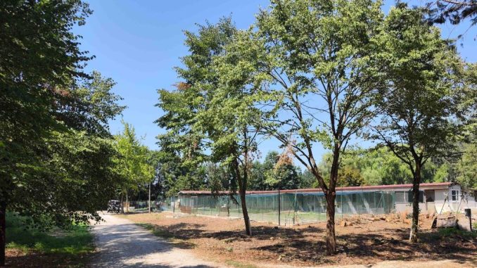 Restyling per il canile di Lerchi: investiti 40 mila euro
