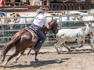 Città di Castello accoglie la 55^ Mostra Nazionale del Cavallo