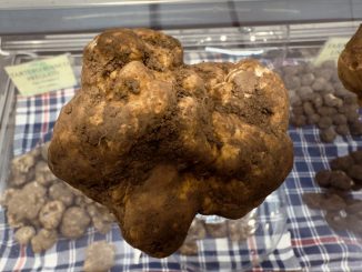 Tutti pazzi per la “trifola”, il prelibato tartufo bianco tanto desiderato da “cavatori” e “buongustai”