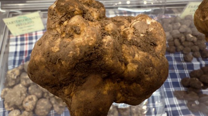 Tutti pazzi per la “trifola”, il prelibato tartufo bianco tanto desiderato da “cavatori” e “buongustai”