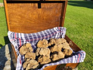 Tartufo bianco e identità: a Città di Castello torna la magia