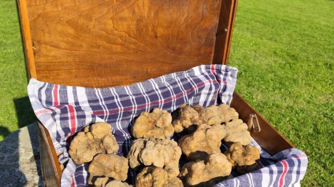 Tartufo bianco e identità: a Città di Castello torna la magia