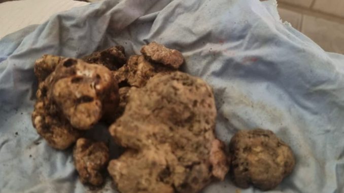 Città di Castello celebra Aldo Bianchini, tartufaio da oltre 70 anni