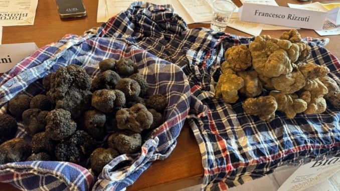 Pietralunga raddoppia la Mostra del tartufo bianco 2025