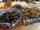 Pietralunga raddoppia la Mostra del tartufo bianco 2025