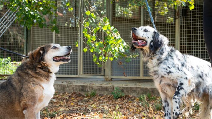 Calendario solidale con i cani del canile di Lerchi 2026