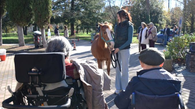 Un cavallo sotto gli alberi migliora la vita degli anziani