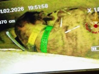 Straordinario salvataggio: segugio estratto vivo dopo oltre 40 ore sottoterra