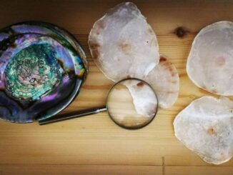 Laboratori gratuiti di scienza e natura al Museo Malokos
