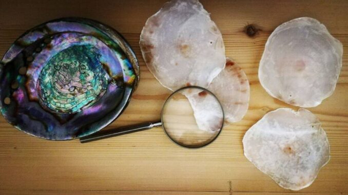 Laboratori gratuiti di scienza e natura al Museo Malokos