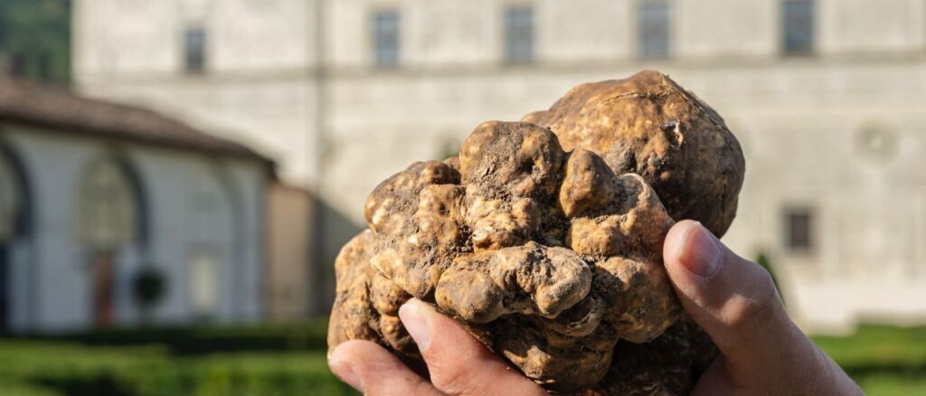 Salone del Tartufo Bianco: 46ª edizione tra novità