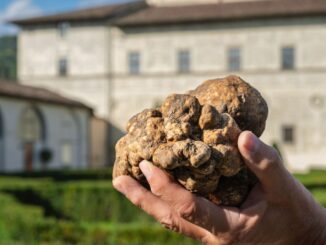Salone del Tartufo Bianco: 46ª edizione tra novità