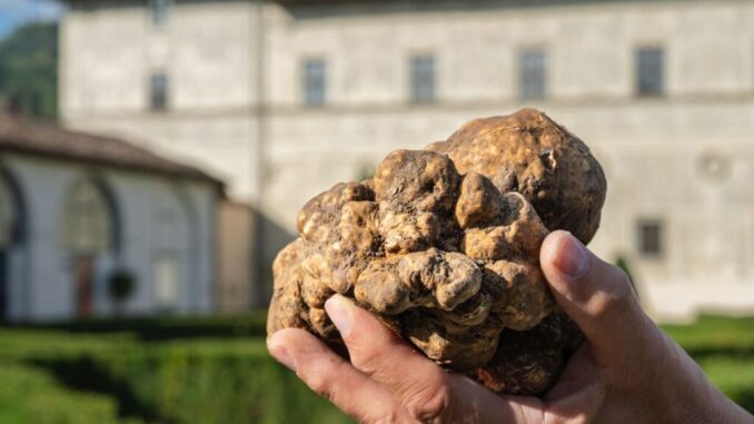 Salone del Tartufo Bianco: 46ª edizione tra novità
